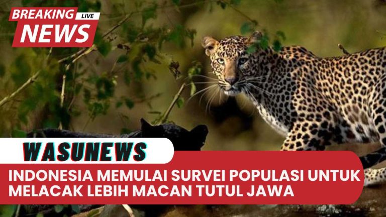 Indonesia Memulai Survei Populasi untuk Melacak Lebih Banyak Macan Tutul Jawa